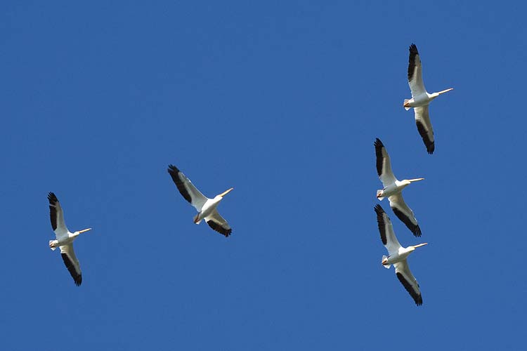 Pelicans