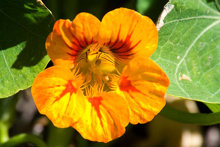 Nasturtium