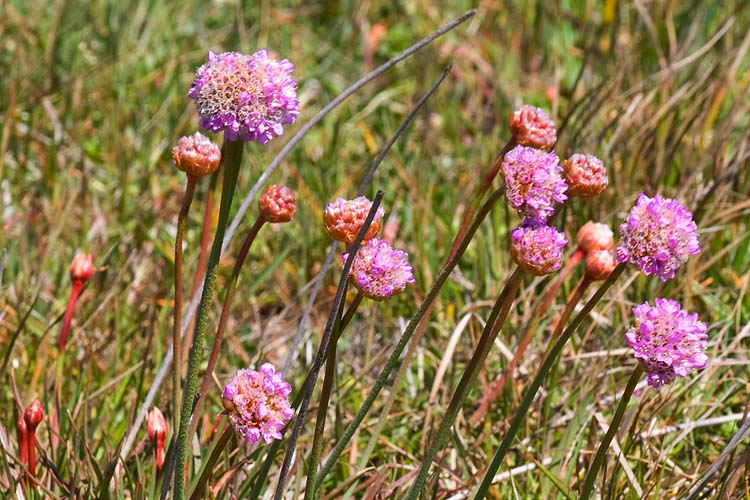 Wildflowers