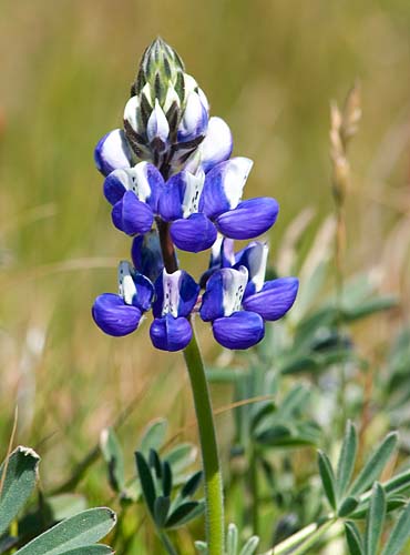 Lupin