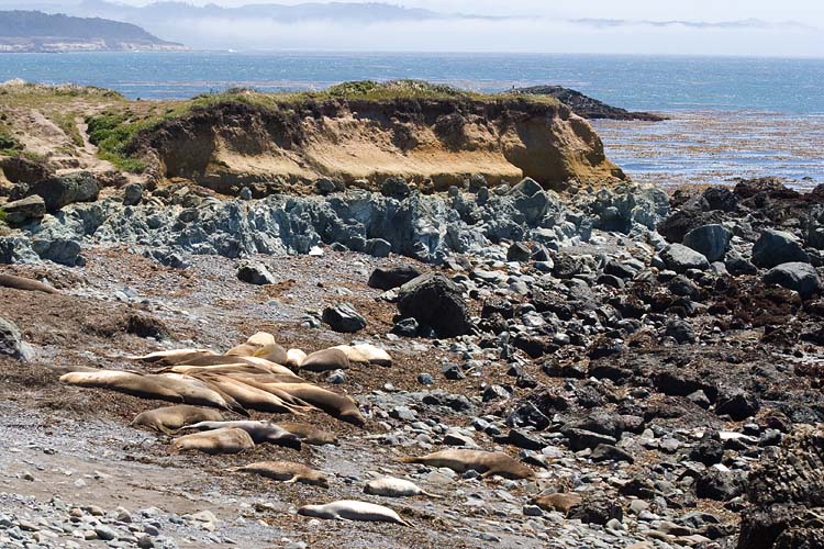 Elephant Seals