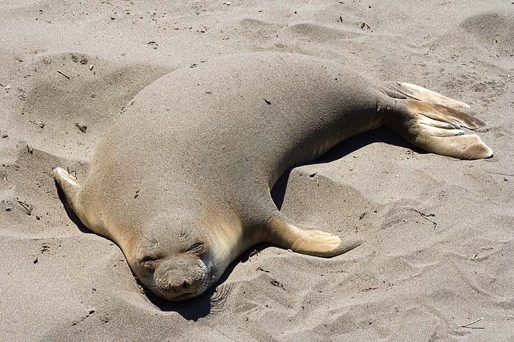 Sandy Seal