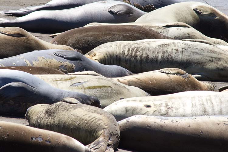 Lined Up on the Beach