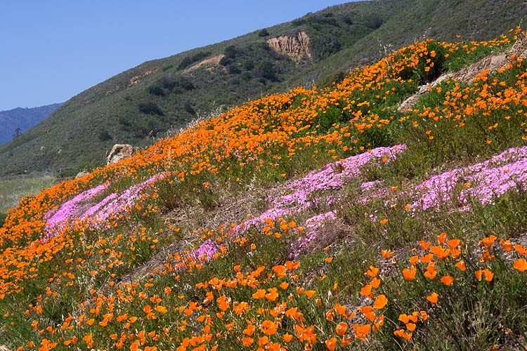 Hillside in Bloom