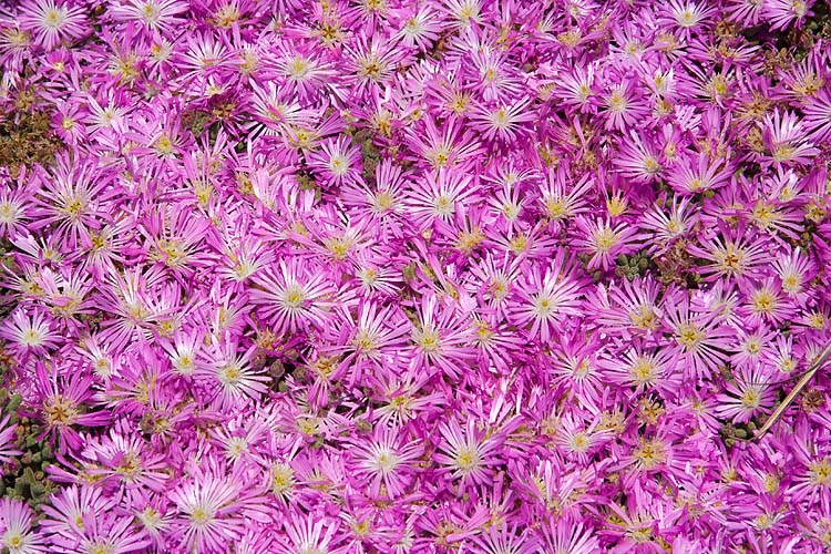 Seaside Daisies