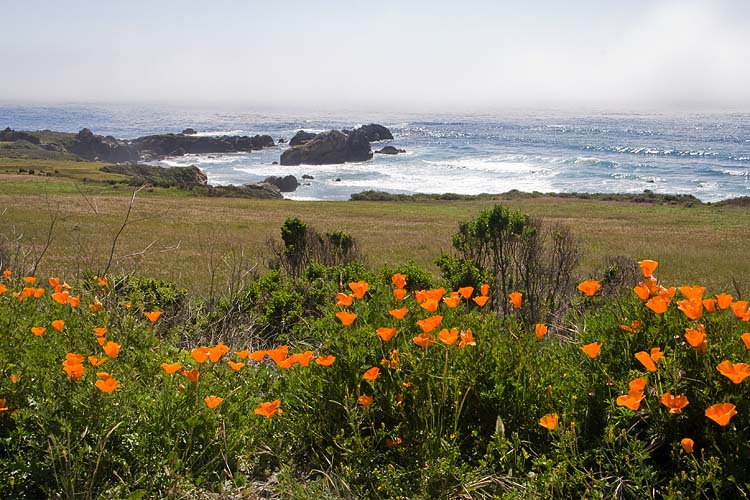Poppies Along the Coast