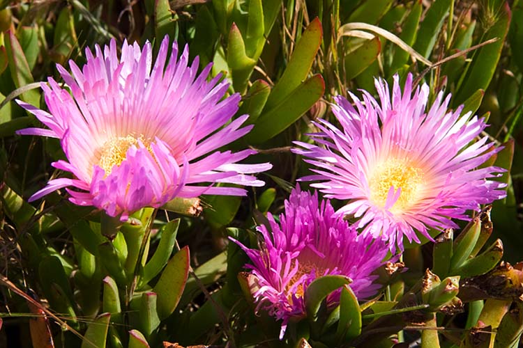 Purple Sea Fig