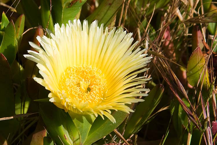 Yellow Ice Plant