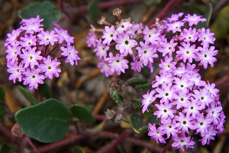 Sand Verbena