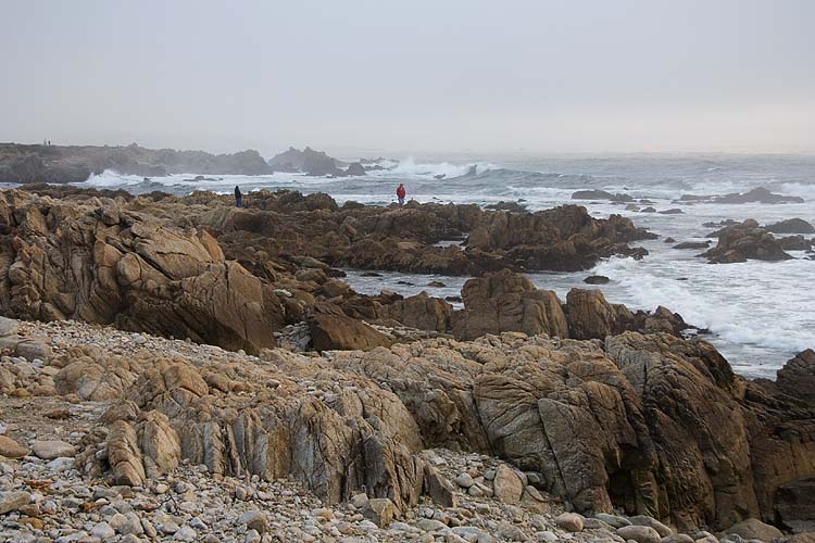 Windswept Coast