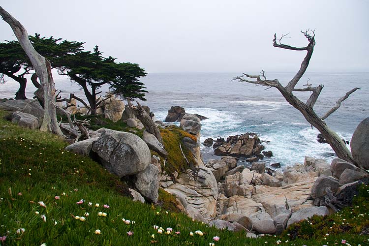 Gnarled Trees