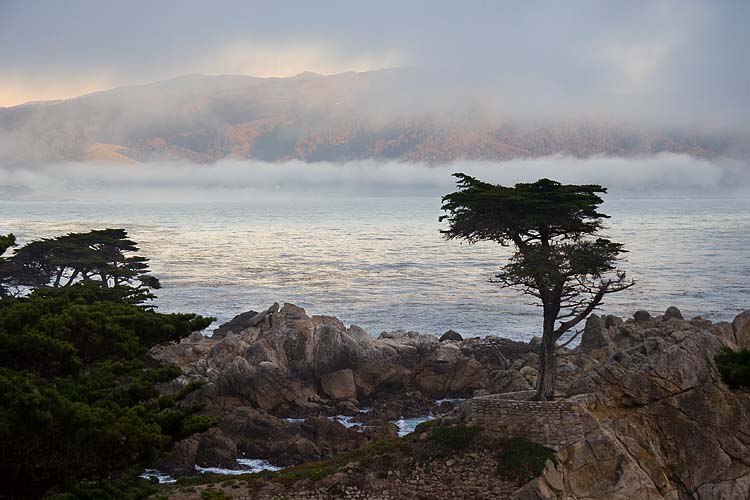  Lone Cypress