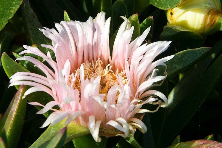 Pink Ice Blossom