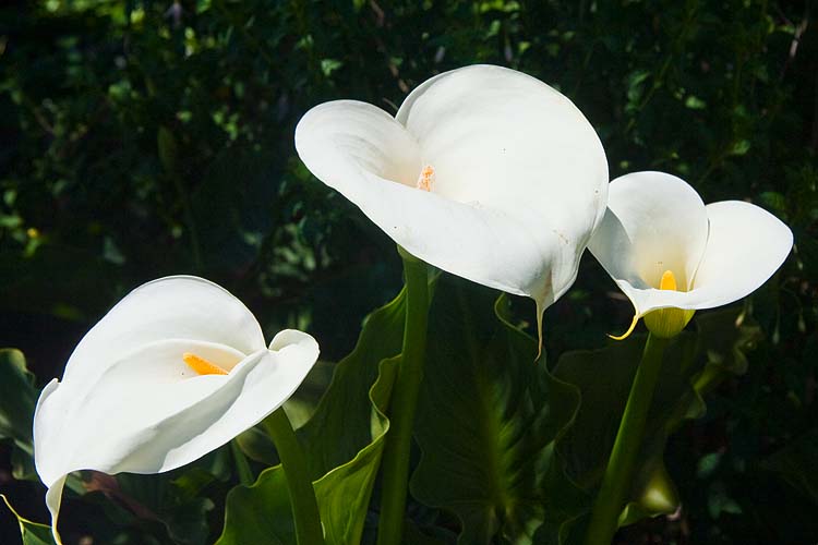 Calla Lilies