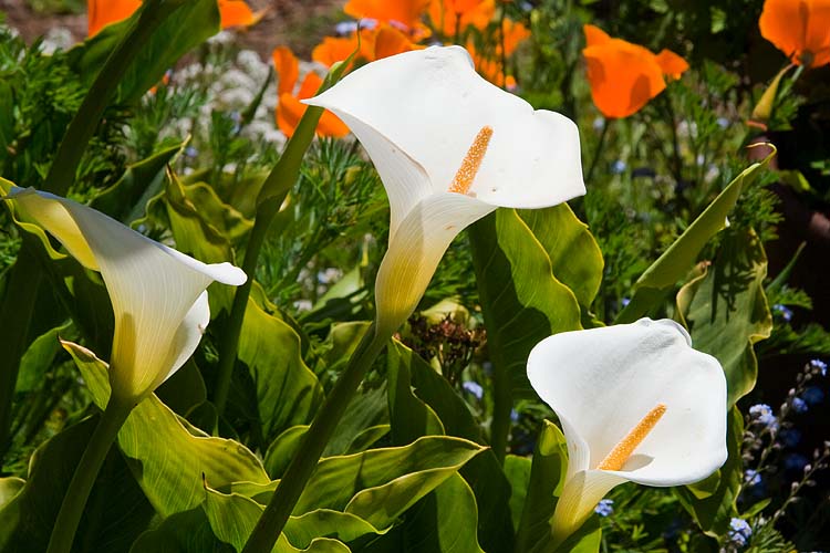 Calla Lilies
