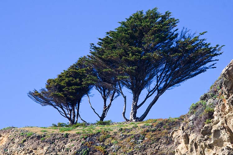 Windswept Trees