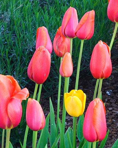 Tulips