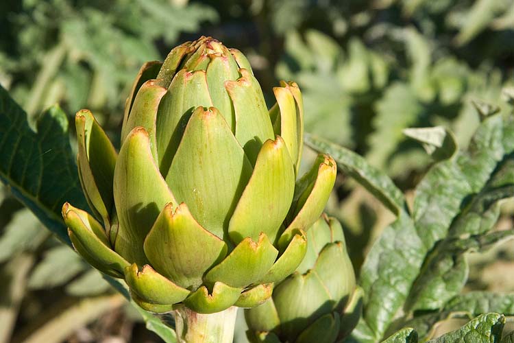 Artichoke