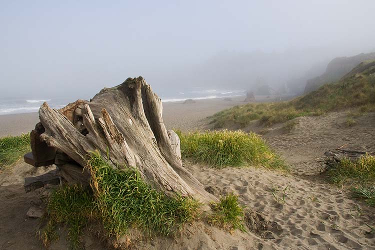 Foggy Beach