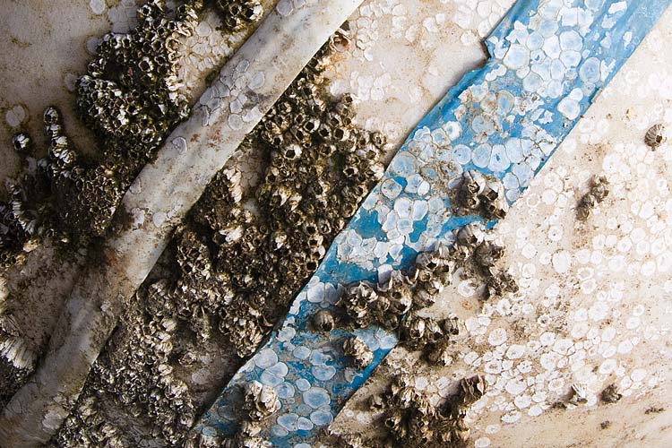 Barnacles