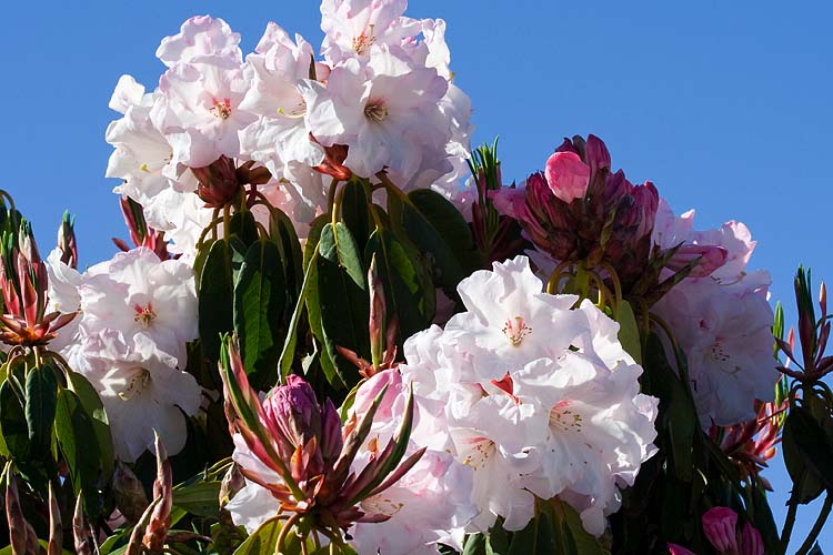 Pink Rhododendron