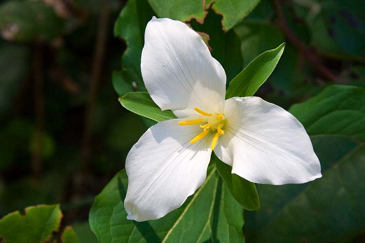 Trillium 