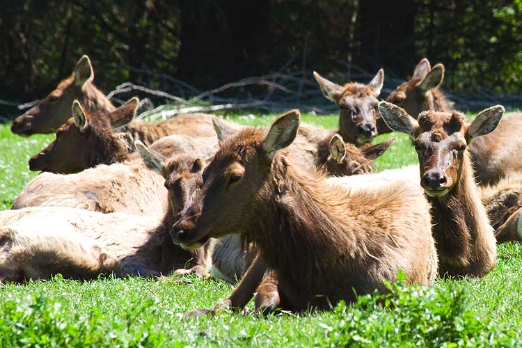 Roosevelt Elk