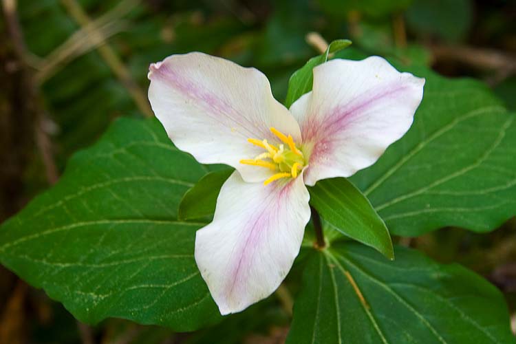 Pink Trillium