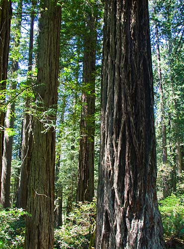 Giant Redwoods
