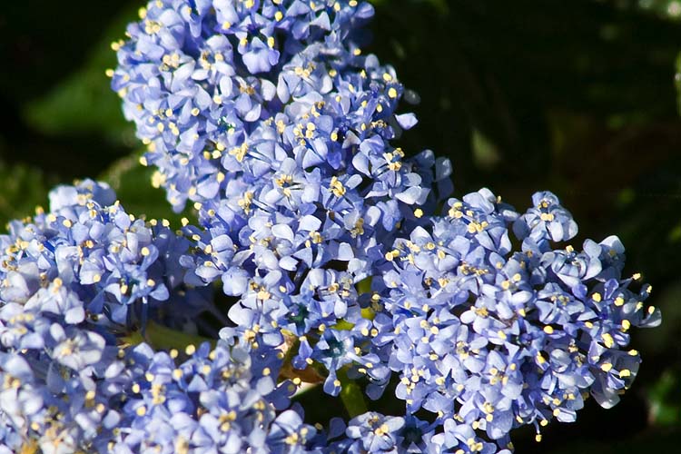 Blue Flowers