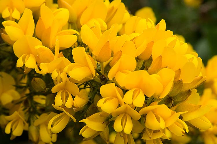 Scotch Broom
