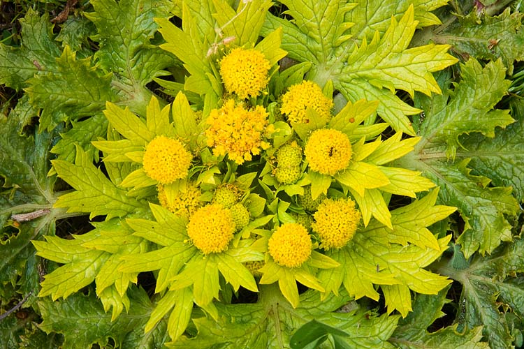 Yellow Pincushions