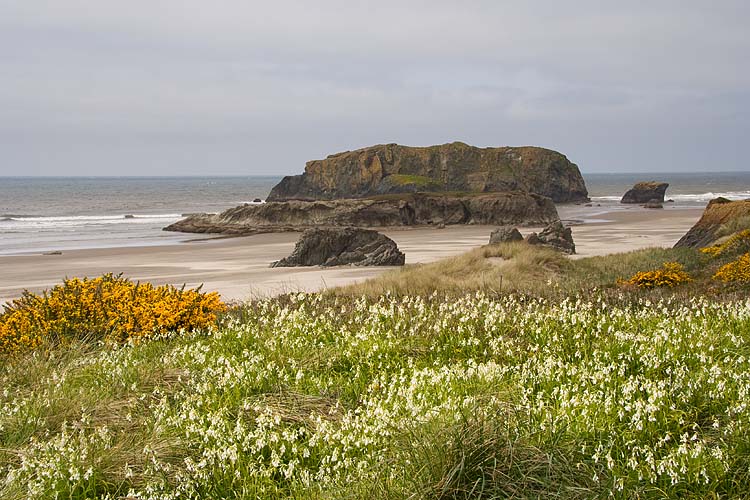 Bandon Beach, with Broom and Bellflowers