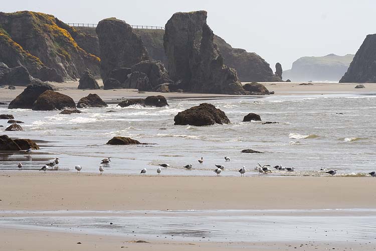 Seagulls on the Beach