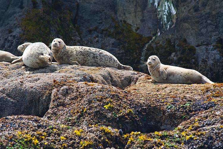 Harbour Seals