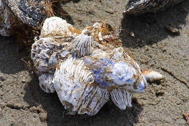 Barnacle Encrusted