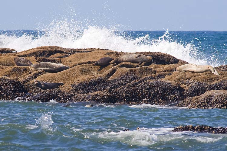 Seals On the Rocks