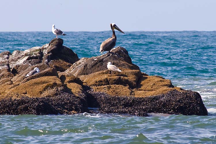 Pelican and Gulls