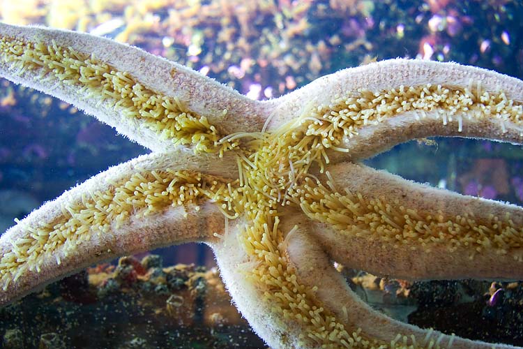 Giant Sea Star