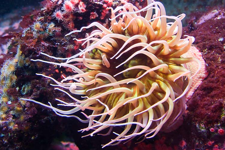 Giant Sea Anemone