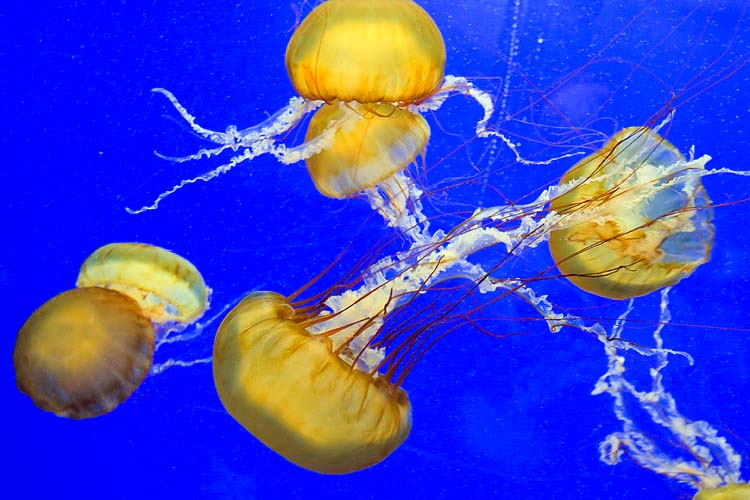 Yellow Jellies