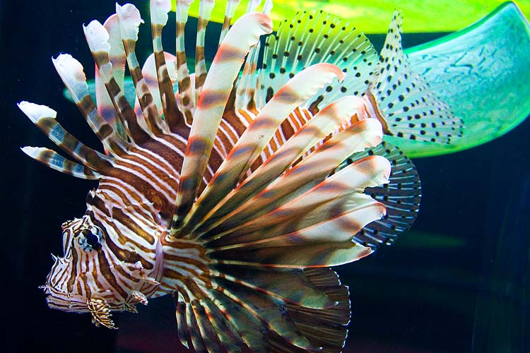 Lion-Fish
