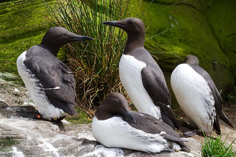 Murres