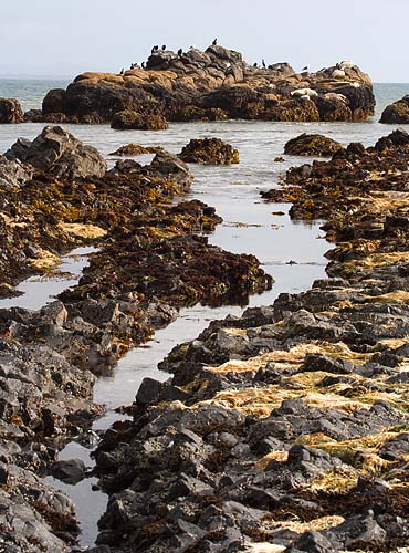 Sharp Rocks & Slippery Seaweed