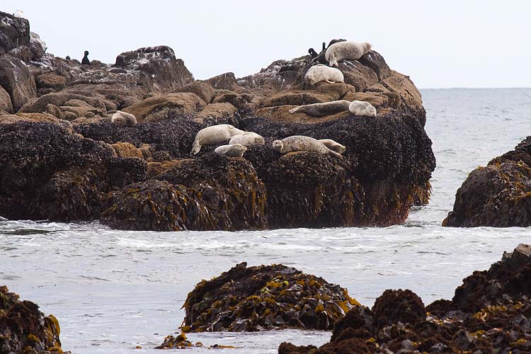 Tidal Zone Hierarchy