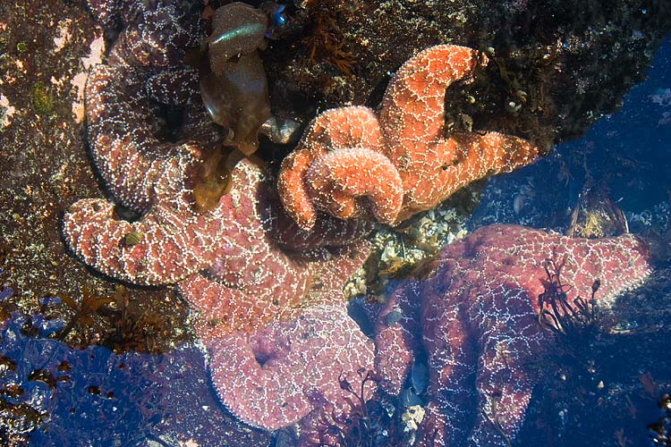 Sea Stars