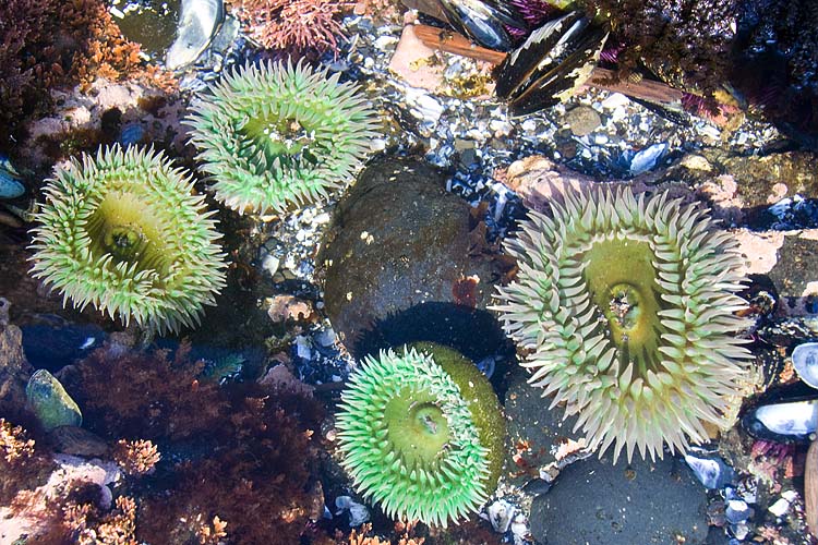 Sea Anemones