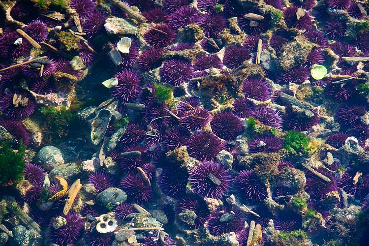 Purple Urchins