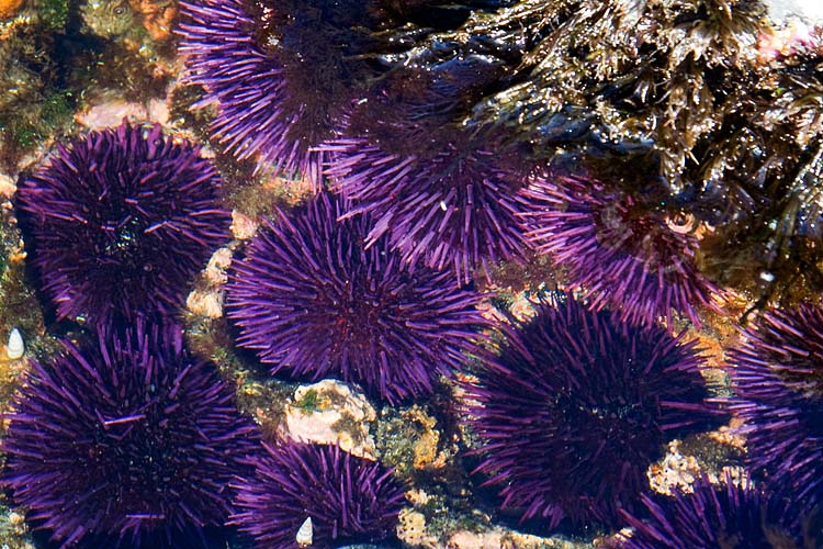 More Sea Urchins
