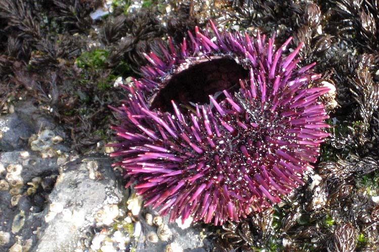 Empty Urchin